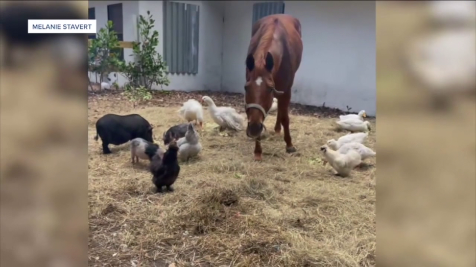 St. Lucie County Sheriff Keith Pearson says the investigations of four stolen horses along the Treasure Coast could all be connected. (Courtesy: Melanie Stavert)