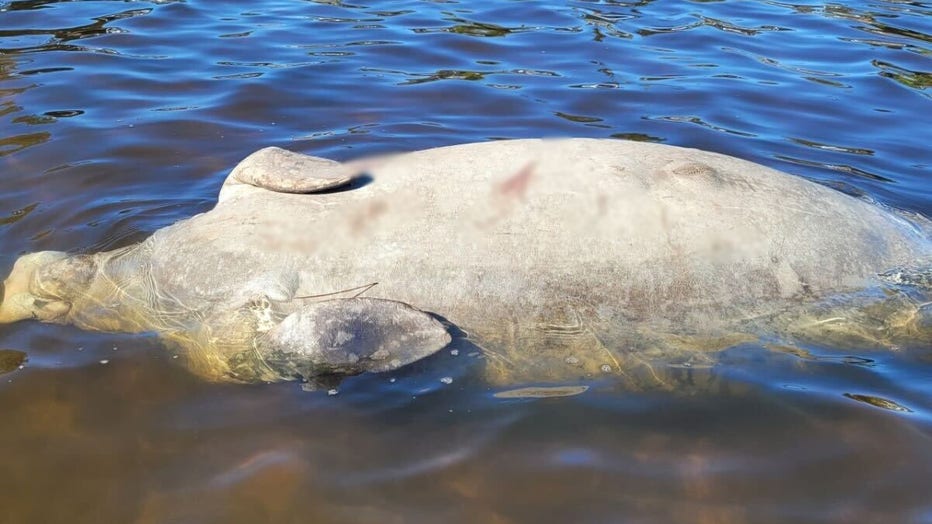 The FWC is investigating what happened after a manatee was found dead in Largo on Saturday. Courtesy: Peter Lang