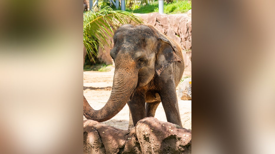 Rosie has exceeded the average lifespan of a female Asian elephant. Image courtesy of Busch Gardens Tampa Bay.