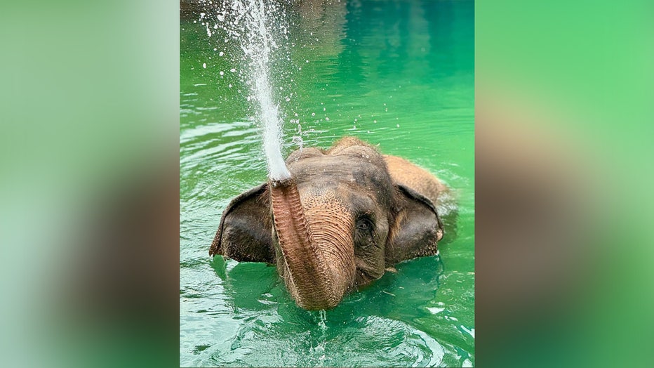 Busch Gardens staff say Rosie leaves a huge hole in their hearts. Image courtesy of Busch Gardens Tampa Bay.