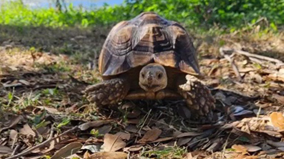 A sergeant with the Clearwater Police Department recently found an African tortoise in the street. Image is courtesy of CPD.