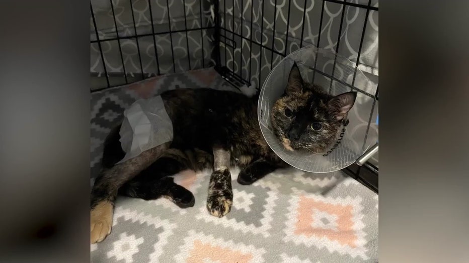 Brevard County Sheriff Wayne Ivey said the McKinney threw the cat from a third-floor balcony breaking its leg. Image is courtesy of the Brevard County Sheriff's Office. 