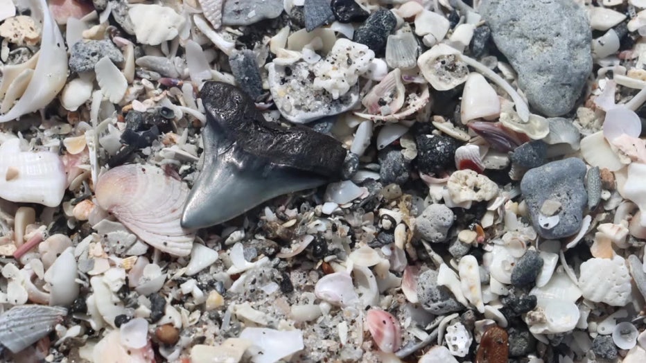 Megalodon shark tooth found at a diving exhibition. 