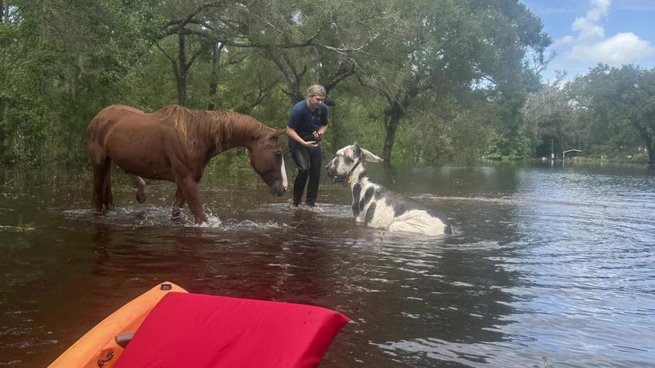 Averie Kimelton tending to a horse after Hurricane Milton.