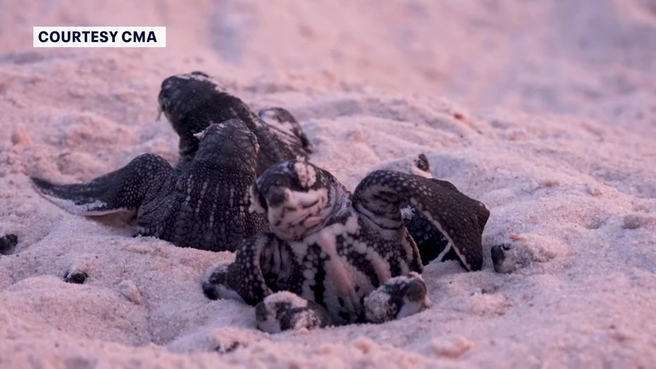 Sea turtle on Clearwater beach.