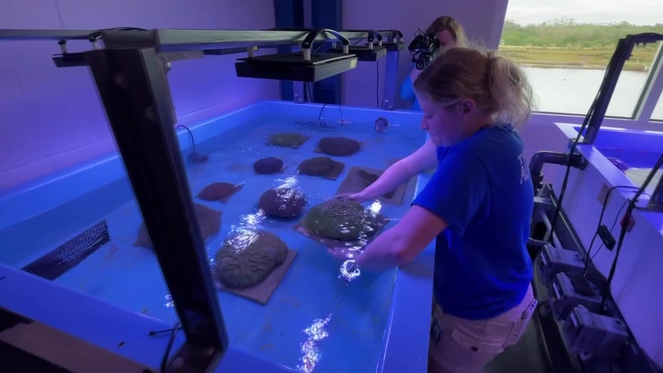 Workers man the colony farm at the Florida Aquarium's Coral Conversation and Research Center in Apollo Beach.