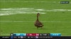 Is that a duck on the 40-yard line? Behind the viral moment from Sunday's Bucs game