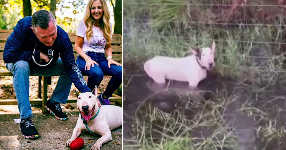 ‘Trooper’ the dog found tied to fence during Hurricane Milton adopted ...