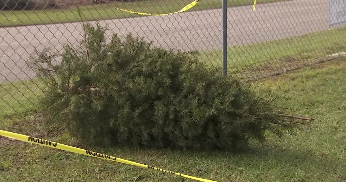 How to properly dispose of your Christmas tree | FOX 13 Tampa Bay