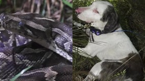 Video: Blind dog finds blind python in Florida Everglades: ‘Another notch on her belt’