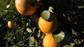 Florida citrus growers hoping for comeback in 2025