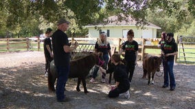 Bay Area non-profit uses mini-horses to help teens struggling with addiction heal