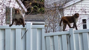 Monkey sightings in Florida town prompt police to issue dire warning