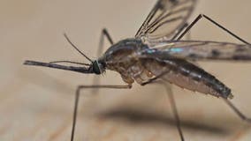 6 people test positive for dengue fever in Hillsborough County