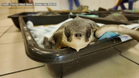 Video: 12 old-stunned turtles warm up in Clearwater