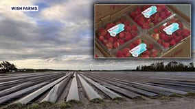 Despite the odds, Wish Farms kicks off strawberry season after back-to-back hurricanes