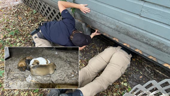 Video: Week-old puppies rescued from crawl space under Florida home