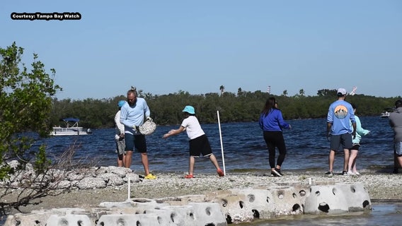 Why a Tampa organization says saving oysters is 'critically important' to environment
