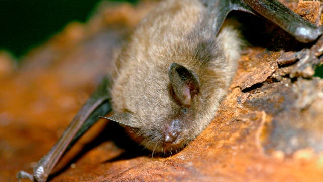 Dead bat found among kid toys by Polk County mother tests positive for rabies, deputies say