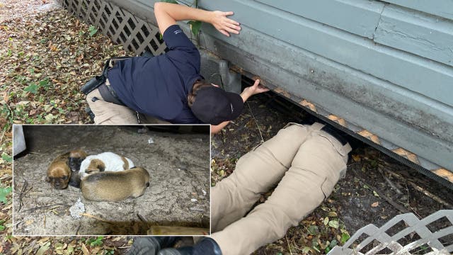 Video: Week-old puppies rescued from crawl space under Florida home