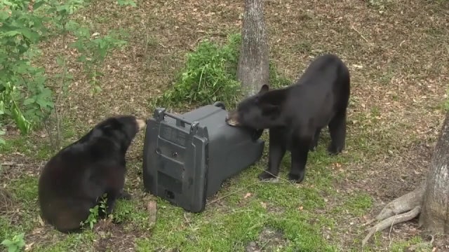 Florida could move toward first sanctioned bear hunt in nearly a decade