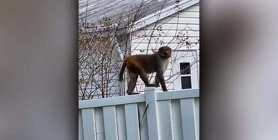 Monkey sightings in Florida town prompt police to issue dire