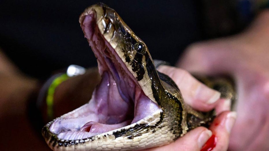 Python Huntress Amy Siewe holds an invasive 10-foot Burmese Python during a hunting trip down Tamiami Trail on Sept. 5, 2024, in Miami. The snake was originally caught by her colleague Harold Antonio Rondon-Mena. (D.A. Varela/Miami Herald/Tribune News Service via Getty Images)