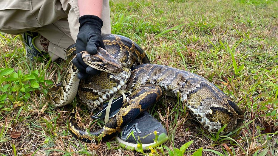 Burmese pythons are believed to have arrived in South Florida as pets in the 1980s and then were released by frustrated owners who got tired of feeding them mice and other live meals. (Miami Herald/Tribune News Service via Getty Images)