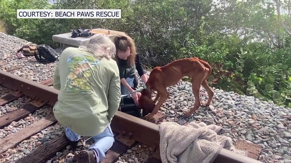 A Ruskin family has been reunited with their dog, Miles, who had been missing since Hurricane Milton. (Courtesy: Beach Paws Rescue)