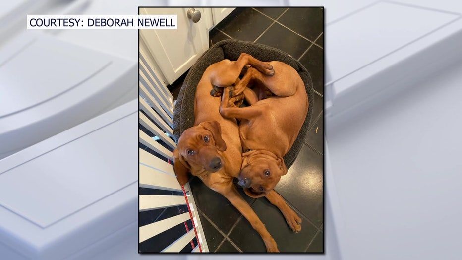 Deborah Newell's dogs are back together after Miles, who had been missing for 86 days, was found. (Courtesy: Deborah Newell)