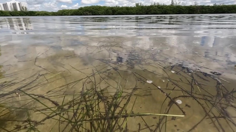 Residents and business owners near Midnight Pass say water quality has steadily deteriorated since the pass closed in 1983.