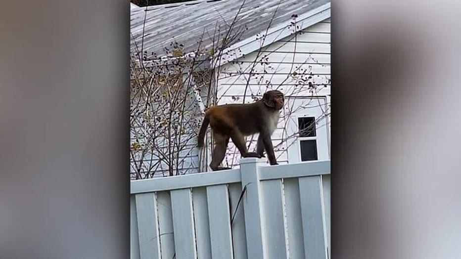 The Orange City Police Department warned the public on Monday after they received multiple reports of primate sightings within the city limits. (Orange City Police Department)
