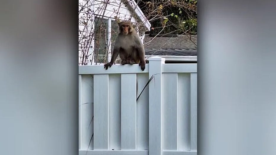 The exact number of loose monkeys remains unknown, but officers are urging residents to exercise caution if they encounter one. (Orange City Police Department)