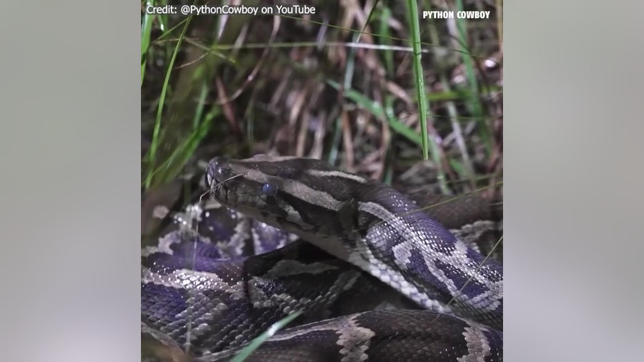 Kimmel said the female python Helen found was shedding and was blind because the skin was over her eyes. Image is courtesy of the Python Cowboy.