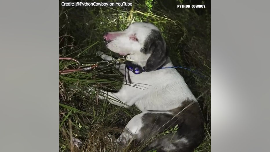 Kimmel says Helen's nose is more advanced than his other dogs. Image is courtesy of the Python Cowboy.