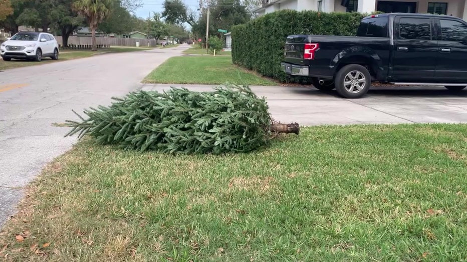 Christmas tree left for pickup.