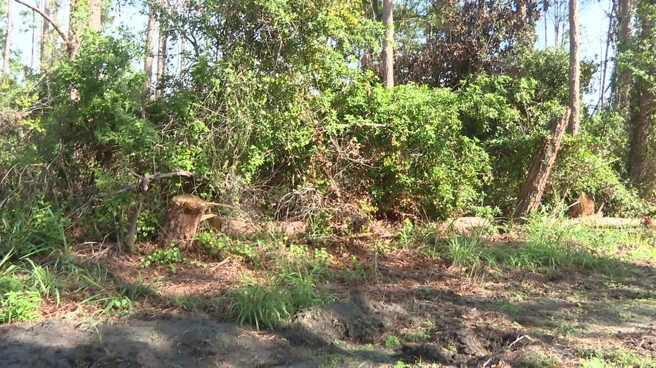 High amounts of vegetation left from the hurricanes in Sarasota County. 