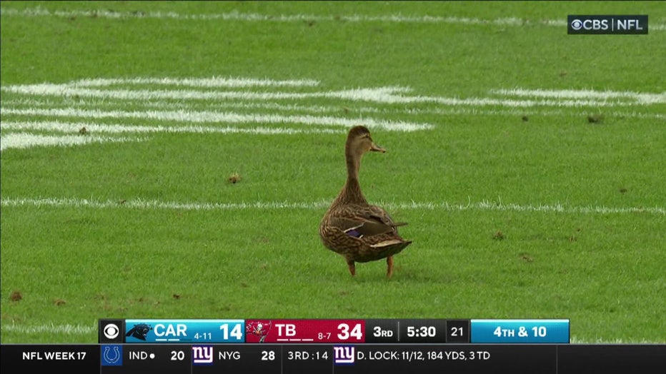 The duck on the field of during the Bucs game.