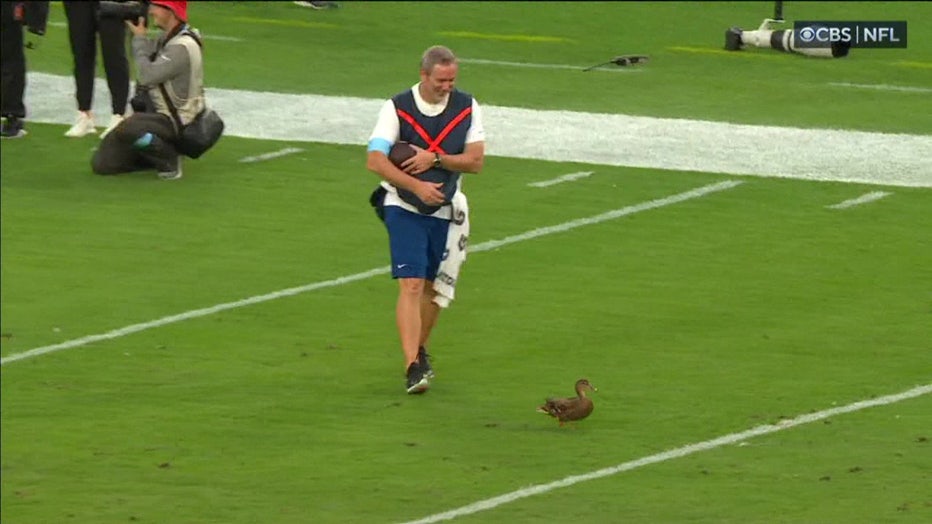 Brandt attempting to shoe the duck off the field.