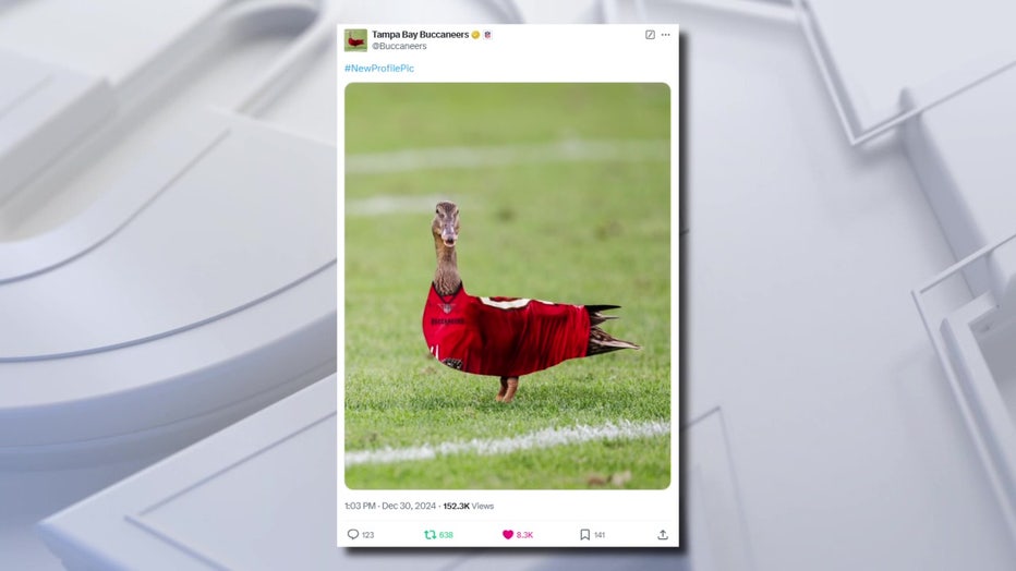 Buccaneers tweet of duck wearing jersey.