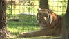 Big Cat Rescue sells large portion of Hillsborough property for $19.5M