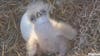 Beloved Southwest Florida Eagle Cam eaglet dies: Officials