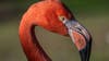 Will the flamingo become Florida’s state bird?