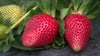 Florida's volatile weather providing unique challenges opportunity this strawberry season