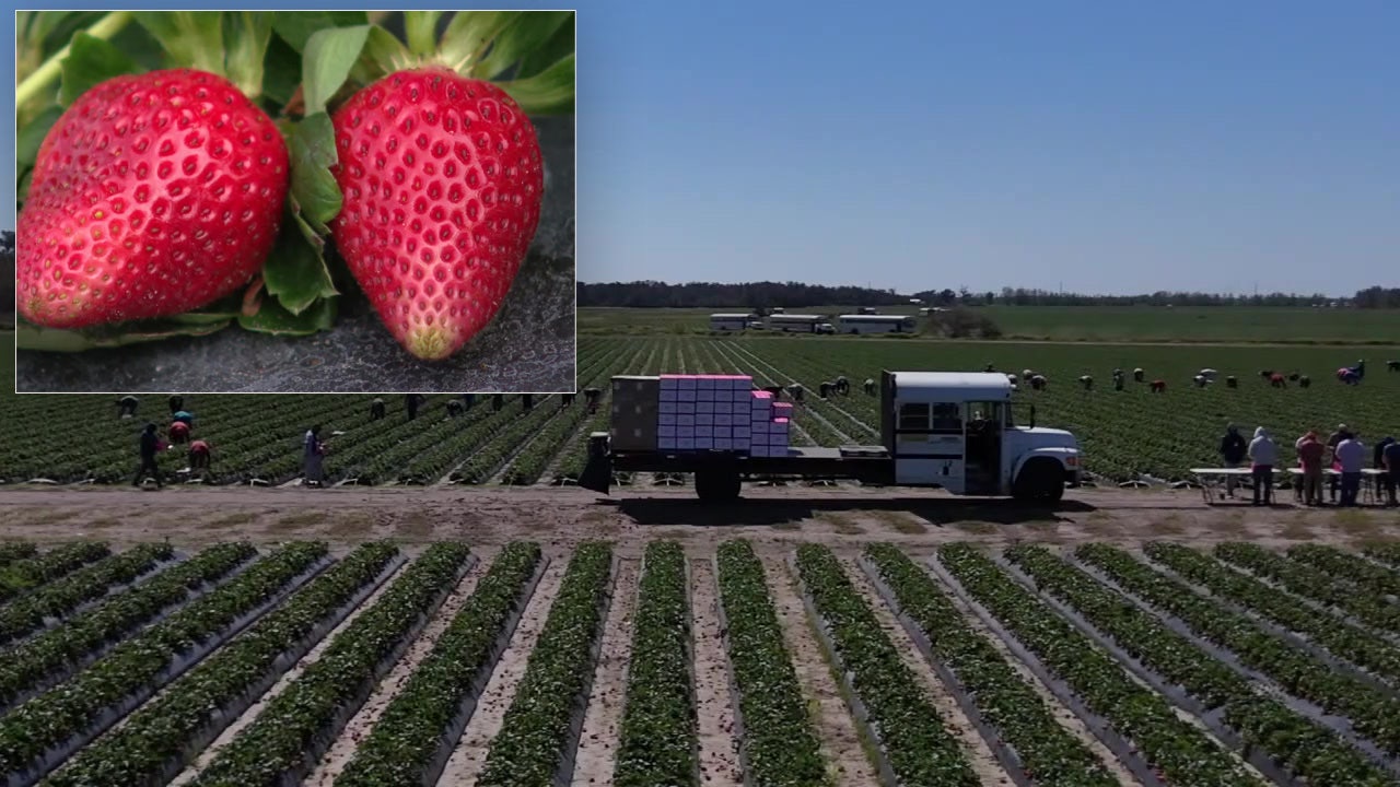 Race is on to pick Florida's strawberries that are expected to be