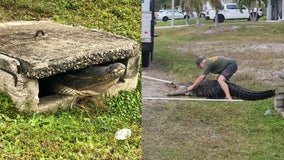 10-foot gator pulled from Florida storm drain