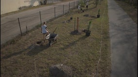 Bay Area nonprofit re-planting trees lost to recent storms