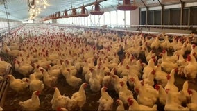 Bird flu on the rise in U.S., could be concern for humans