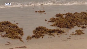 Scientists monitoring large seaweed mass that could be heading for Florida