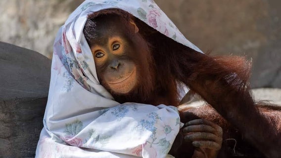 ZooTampa animals are bundling up during Tampa's cold front